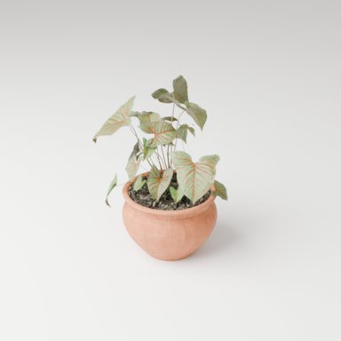 Potted plant